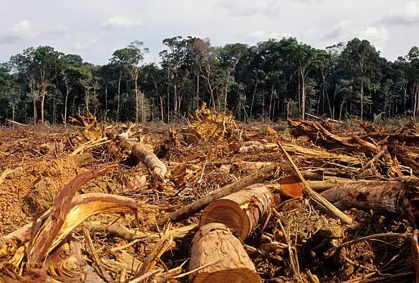 Crimen ambiental en la Amazonía: una amenaza global que impulsa la destrucción y la violencia