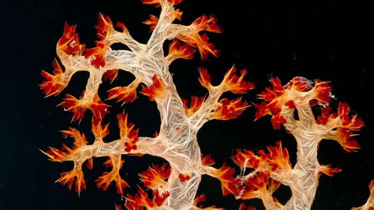 Arrecifes de coral: un reservorio microbiano con potencial medicinal en peligro por el calentamiento global