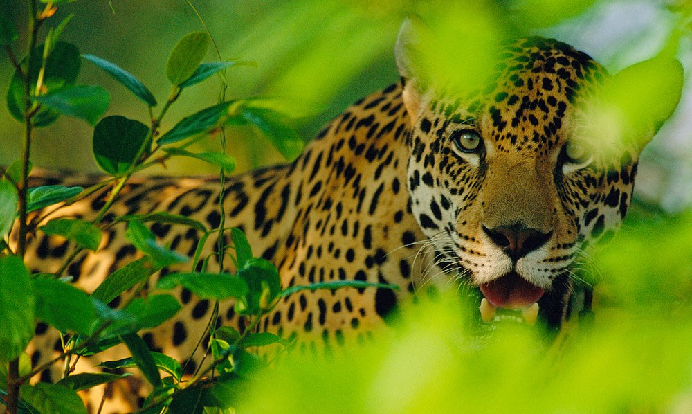El Tigre, una de las especies en peligro